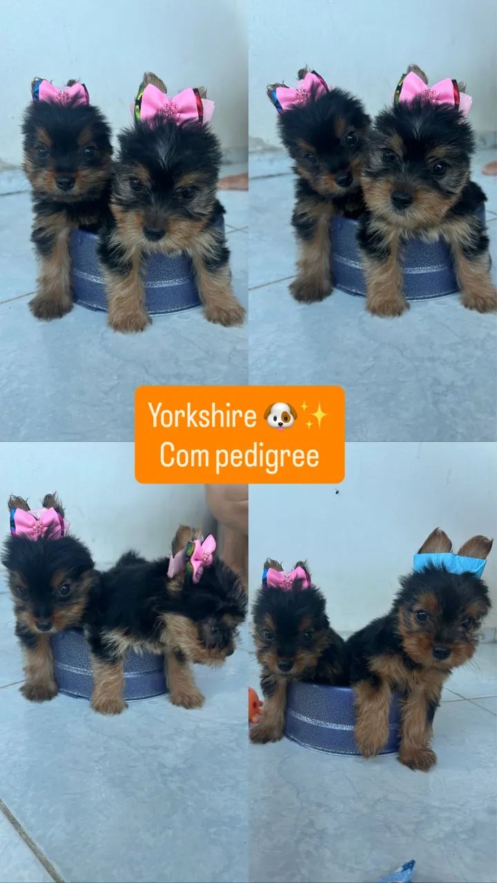 Yorkshire com pedigree  - Foto 2