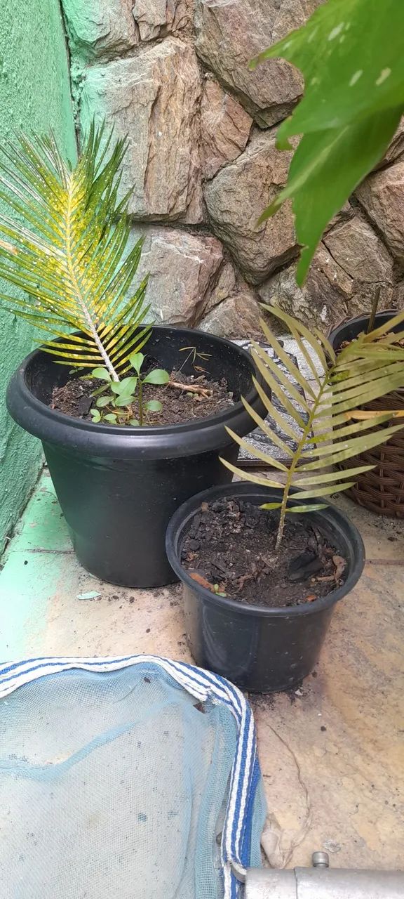 MUDA DE PLANTA SAGU - Foto 2