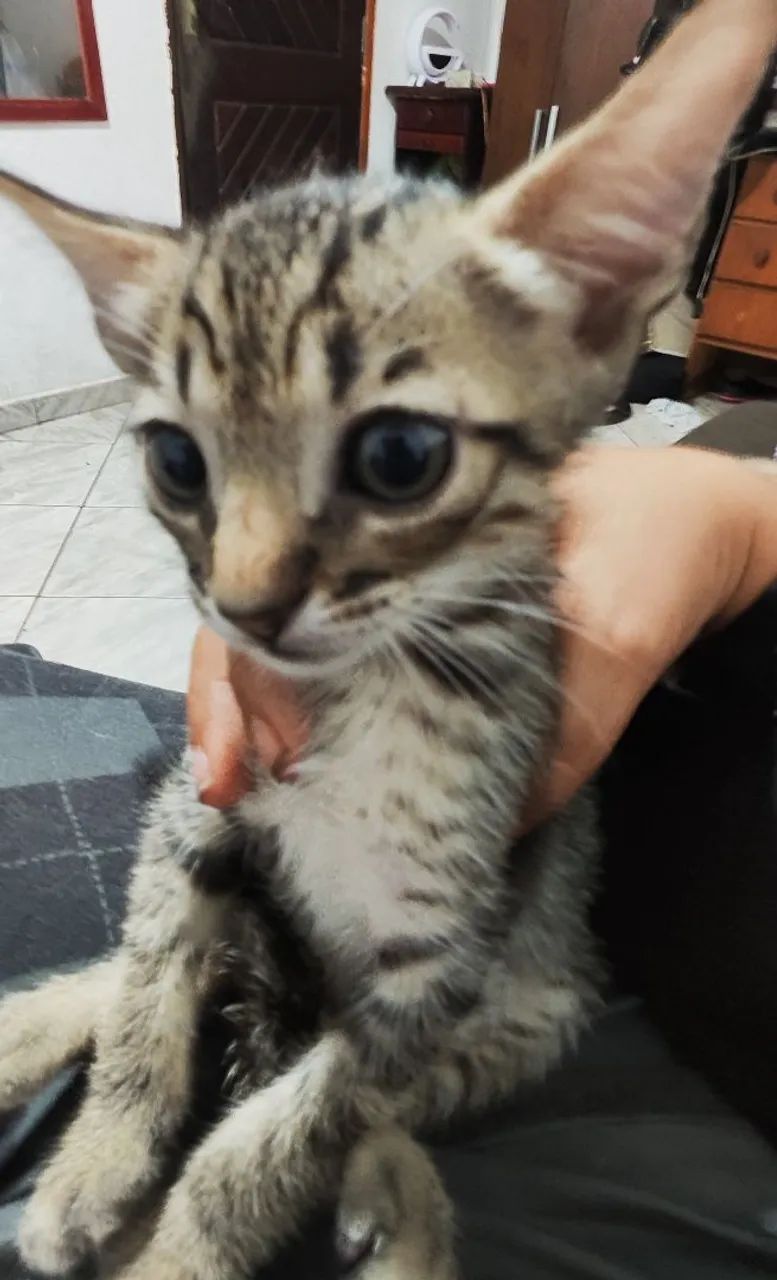 Doa-se lindos nenéns  - Foto 2