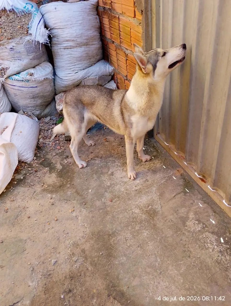 Cachorra docio não e braba  - Foto 3
