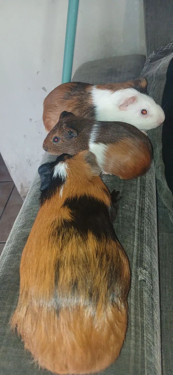 3 PORQUINHOS, um casal e um filhote macho, a Femea grande ja esta grávida  - Foto 2