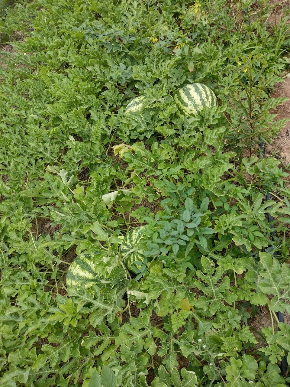Vendo terreno em Ribeirópolis - SE - Foto 4