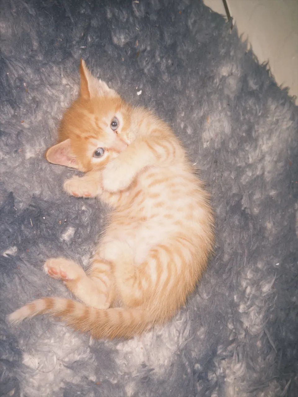 Doação de gatinho macho laranja 