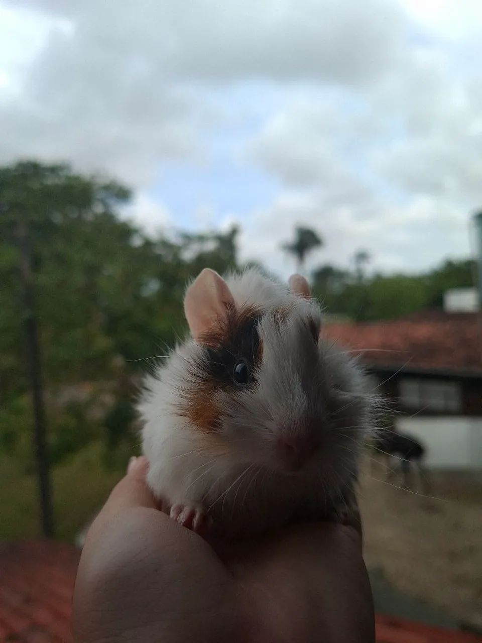 Porquinho da Índia  - Foto 2