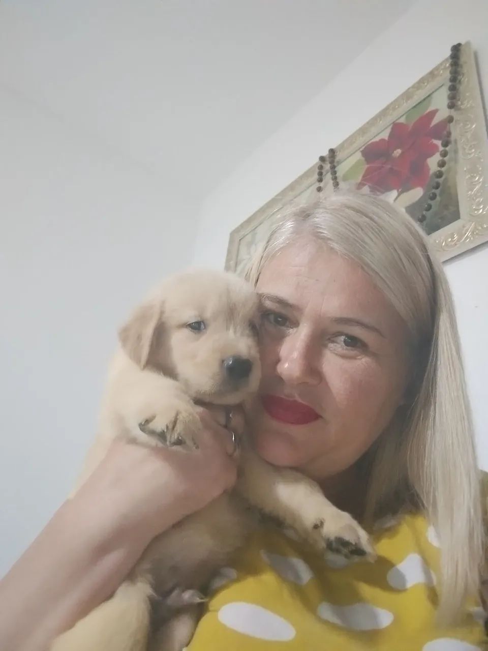 Golden retrivier  - Foto 2