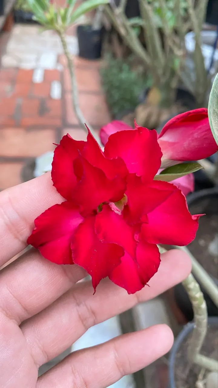 Rosas do deserto - Foto 2