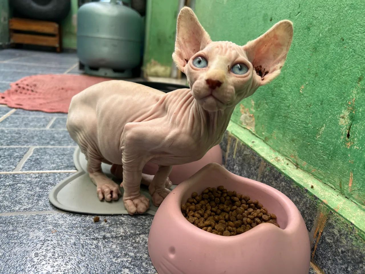 Filhote de Gato Sphynx - Foto 3