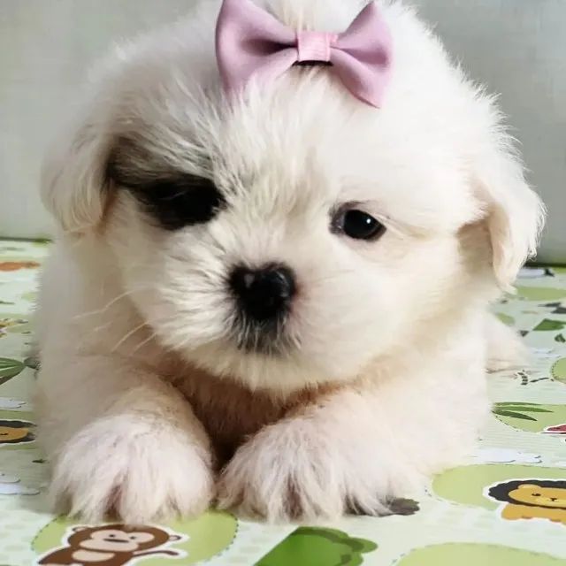Shih Tzu com Excelente Temperamento