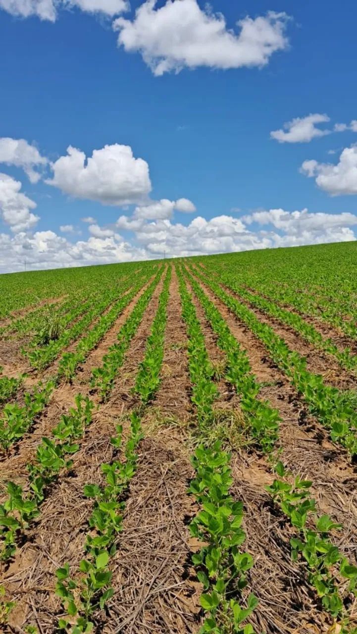 Fazenda em Silvania dupla aptidao