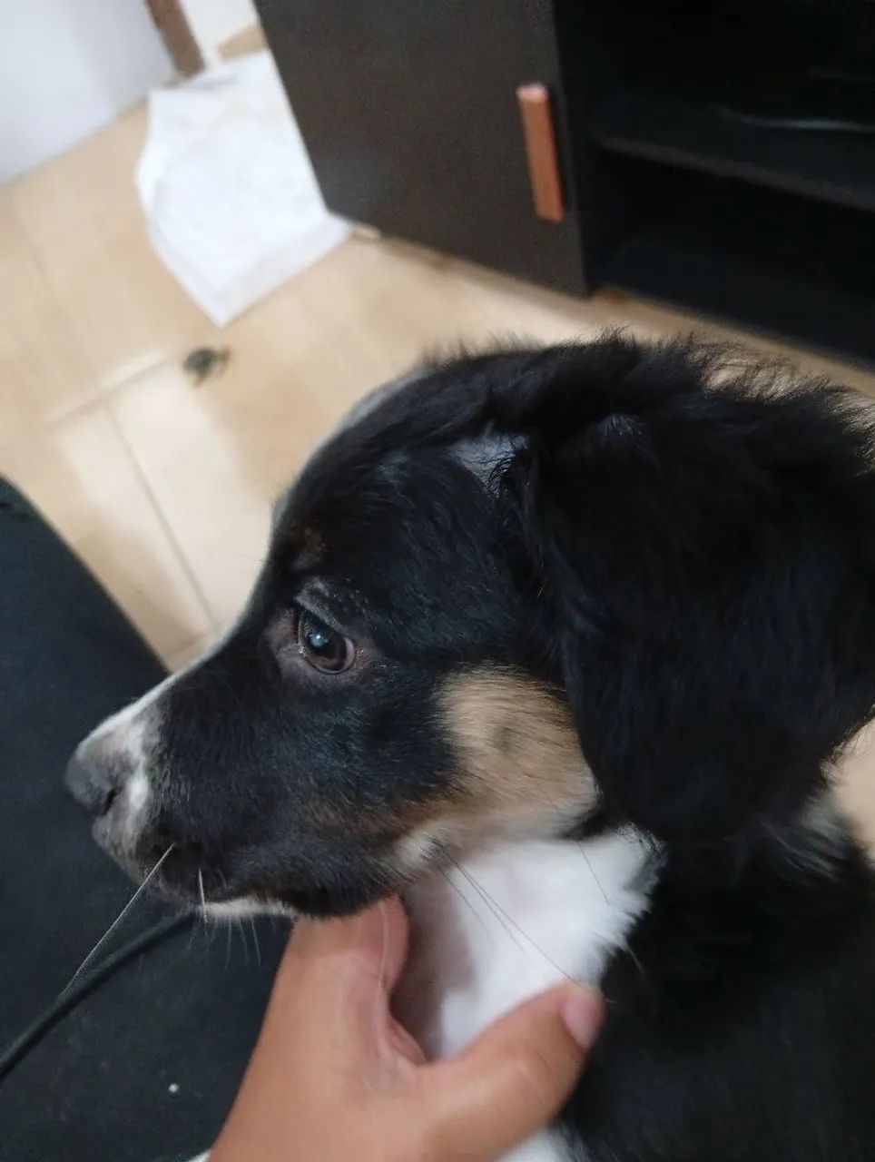 Doação de cachorrinha  - Foto 2