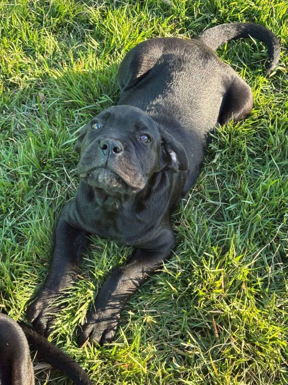Filhote de Cane Corso  - Foto 2