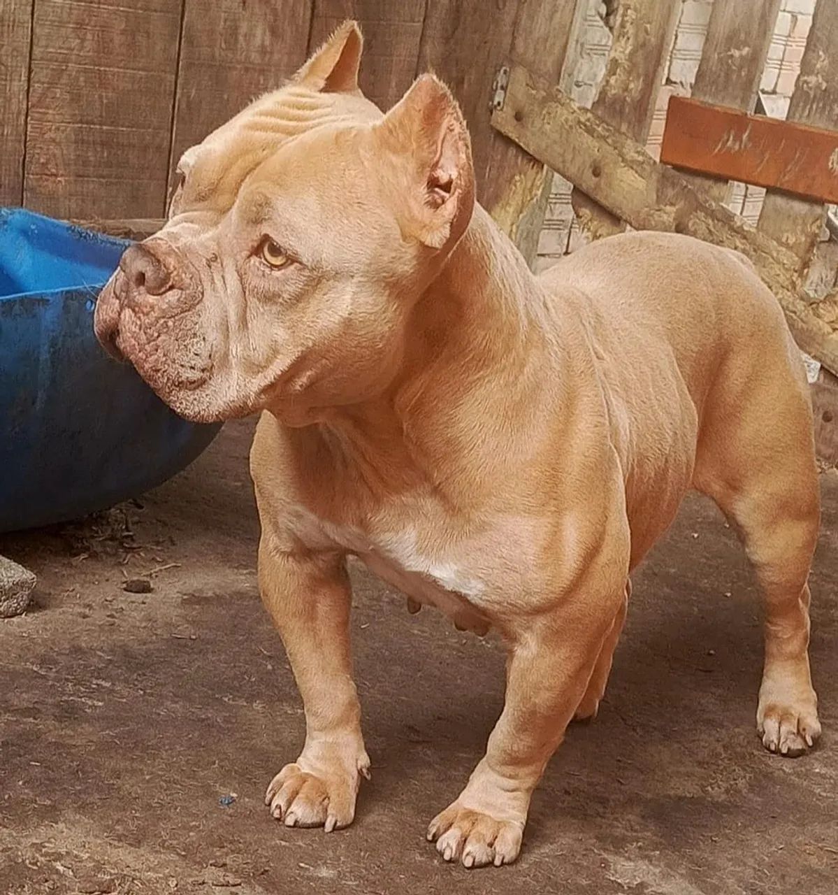 Pitbull American Bully  - Foto 4