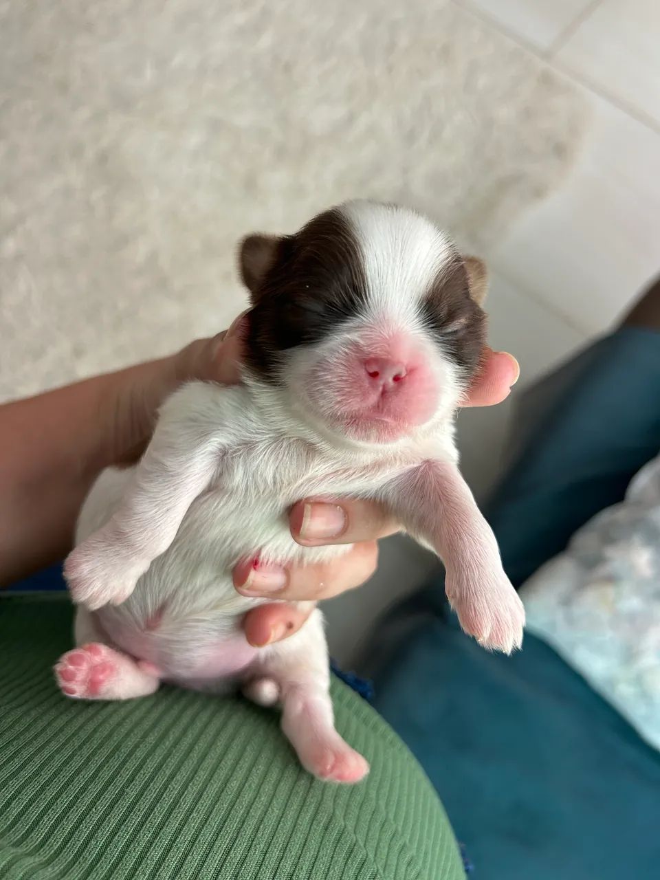 Cachorro - Foto 2
