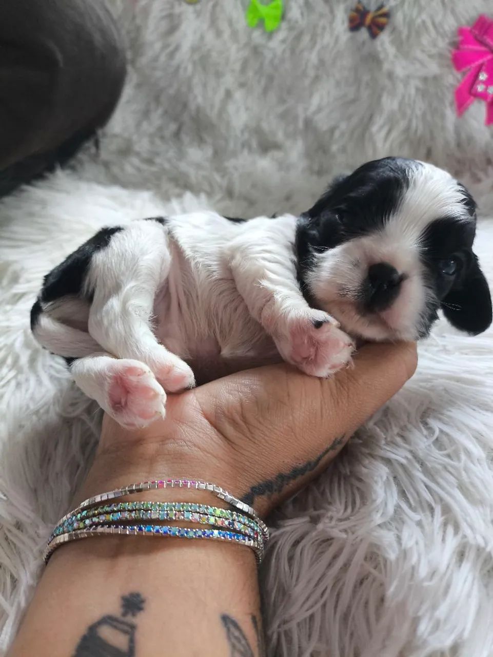 ? Filhotes de Cavalier King disponíveis  - Foto 4