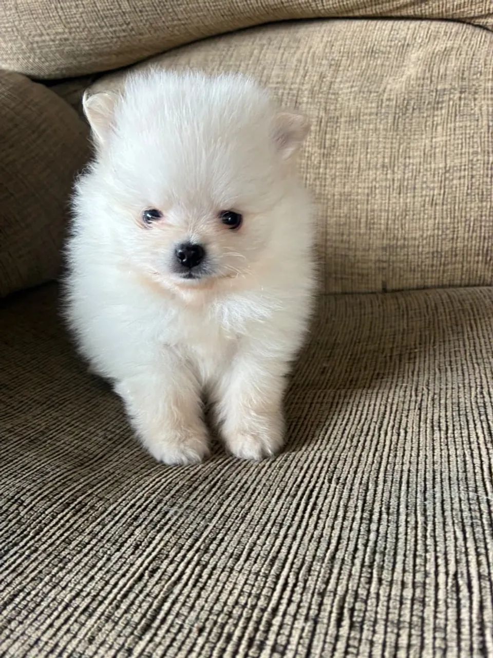 Filhotes de Spitz Alemão anão  - Foto 4