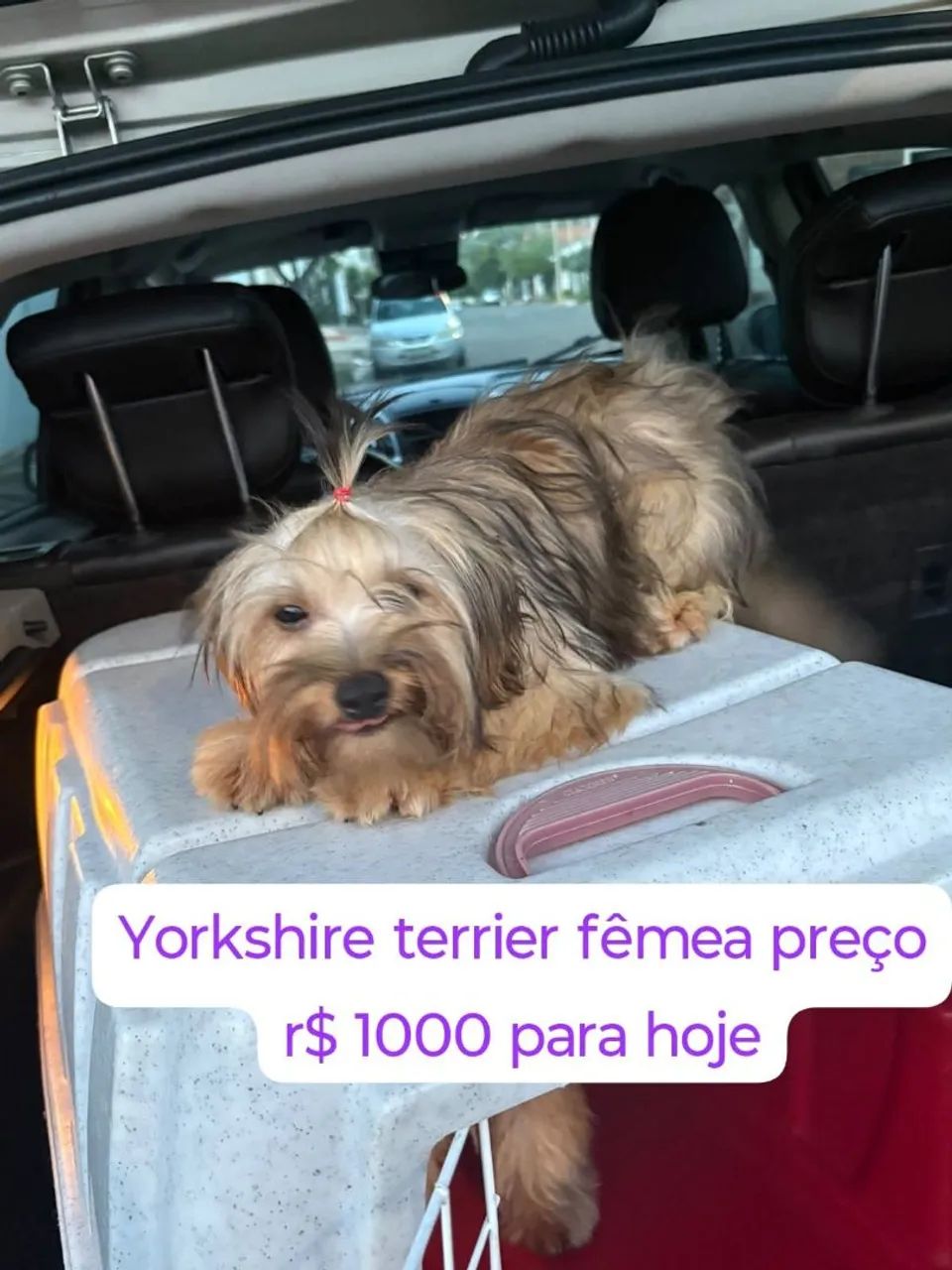 Yorkshire terrier