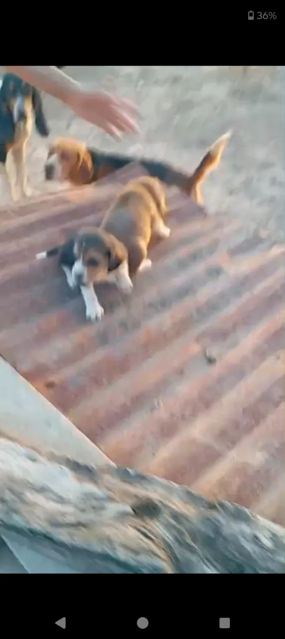 Beagle