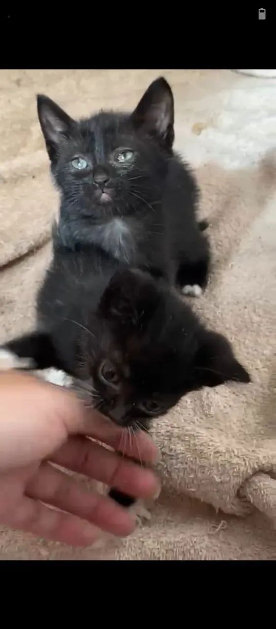 GATINHOS PARA ADOÇÃO RESPONSÁVEL - Foto 2