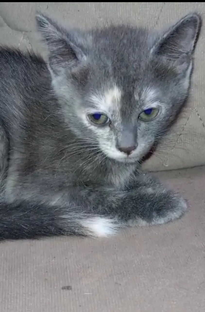 Doação de gato filhote  - Foto 3