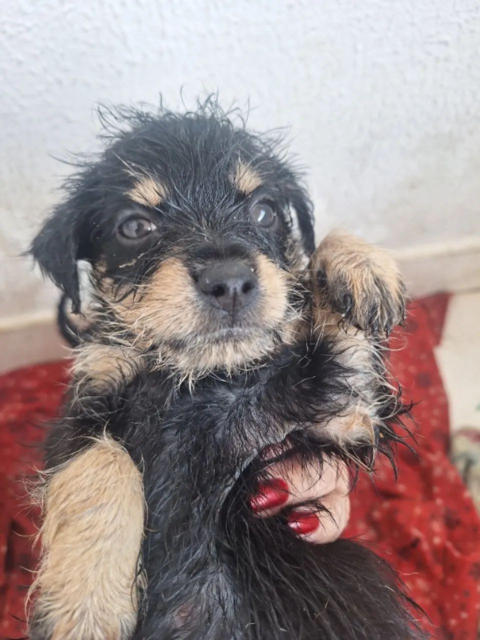 Cachorro - Foto 2