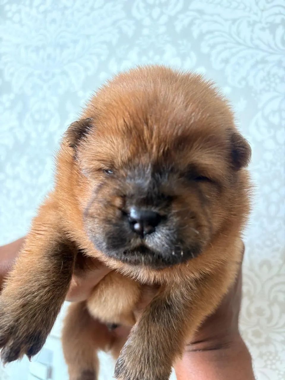 FILHOTES DE CHOW CHOW