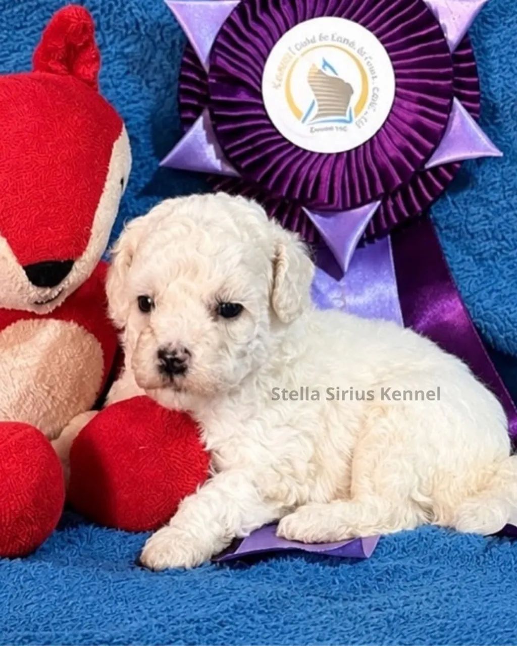 Poodle Toy Filhote - Foto 3