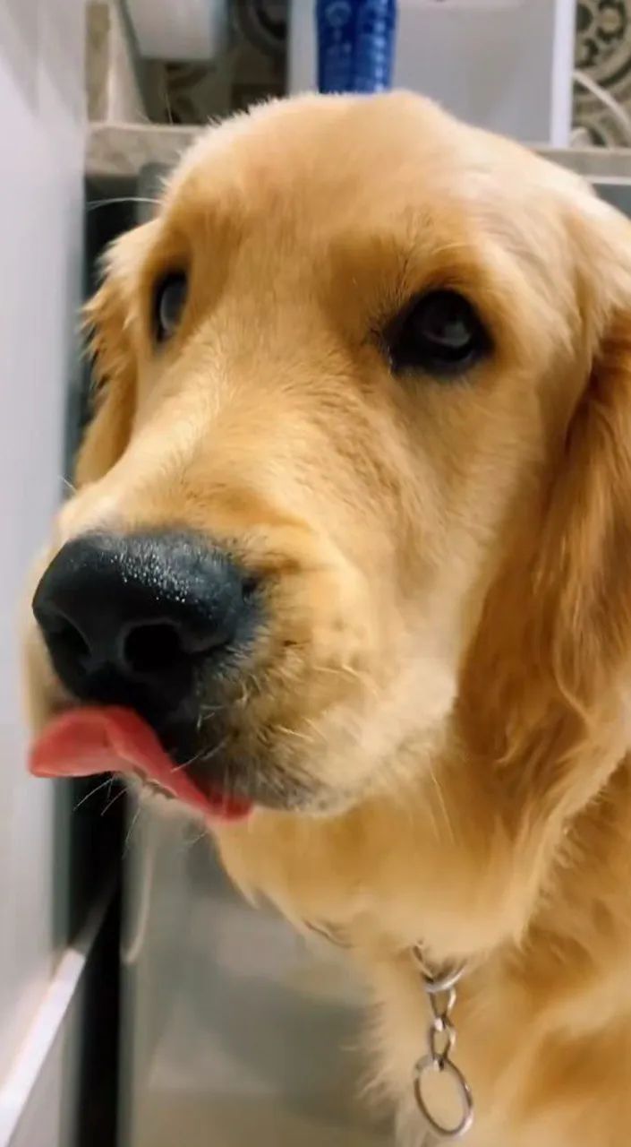 Doando Golden  - Foto 4