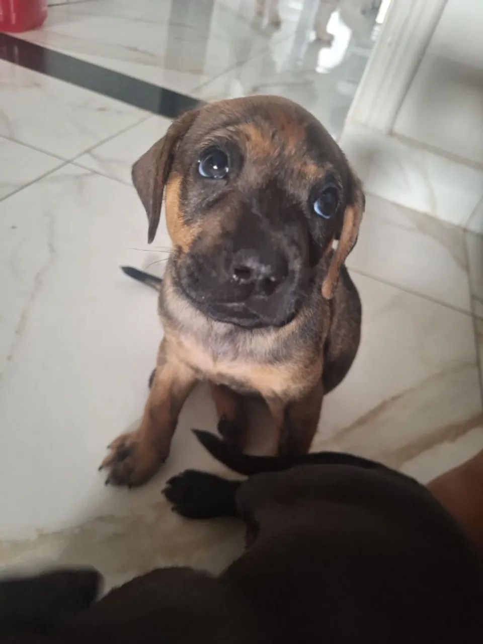 Doação responsável  - Foto 2