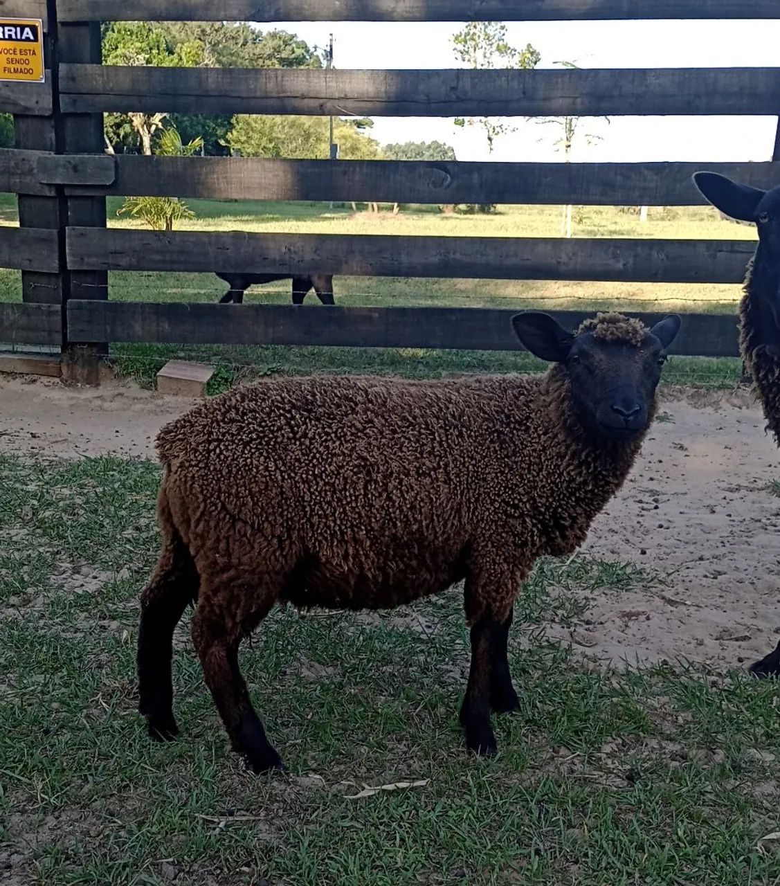 Vendo ovelhas  - Foto 5