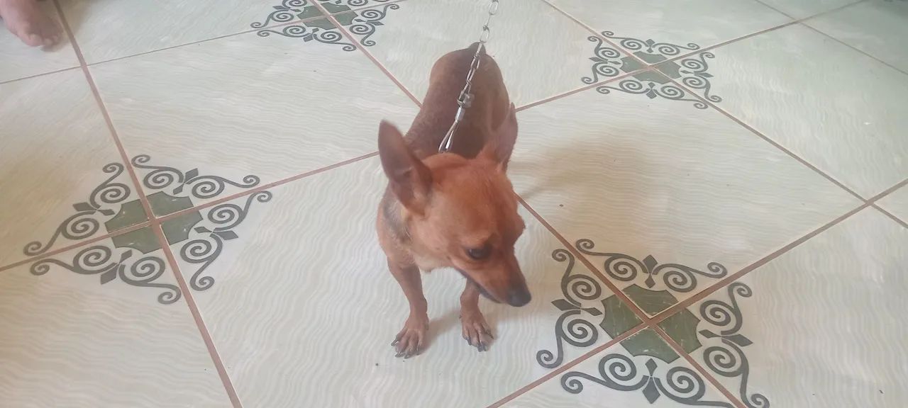 Cachorro Pinscher - Foto 3