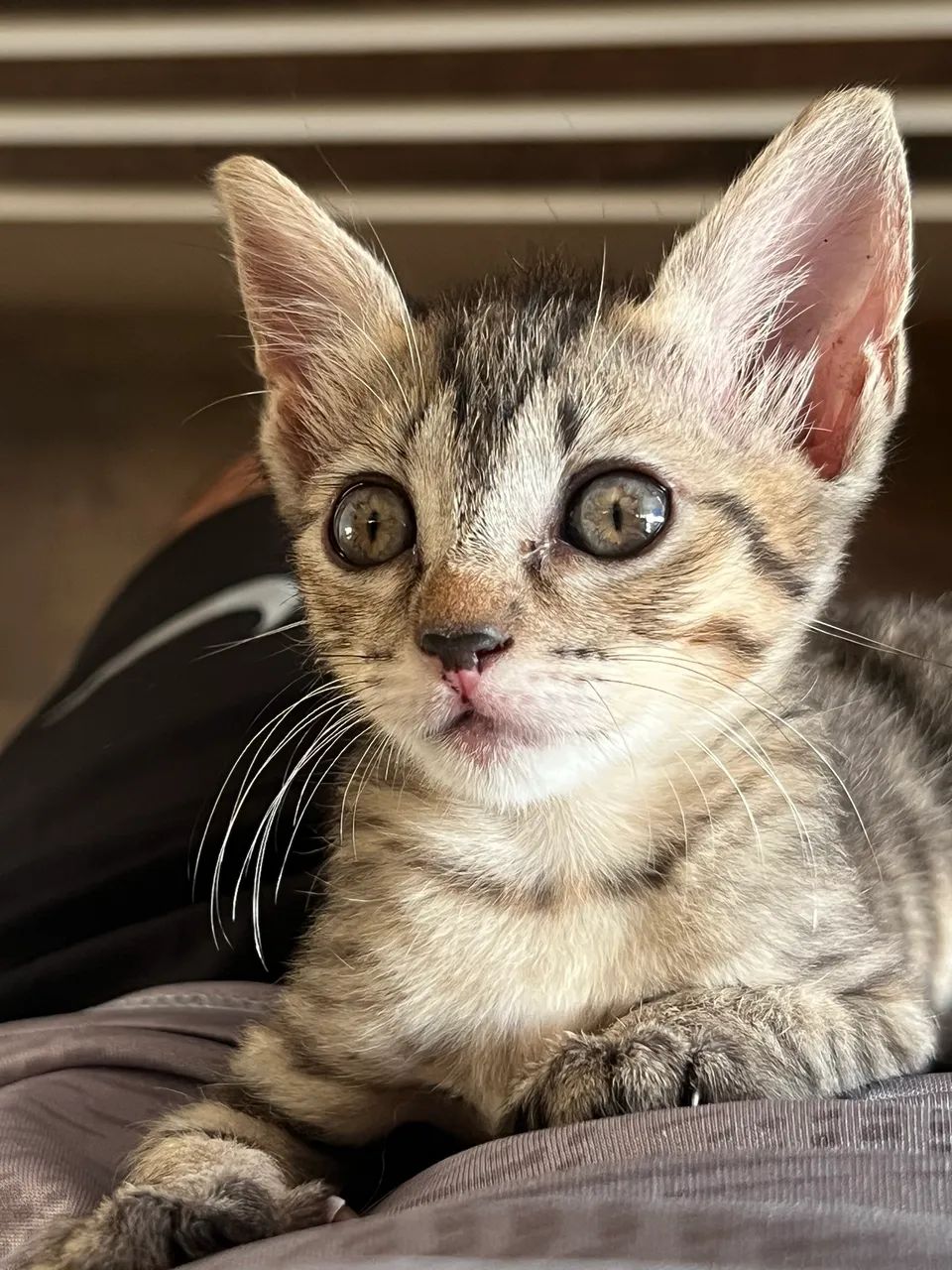 Estou doando esses gatinhos 