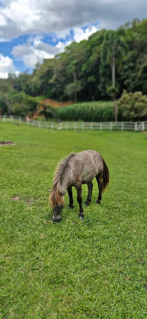 Pônei - Mini horse  - Foto 2