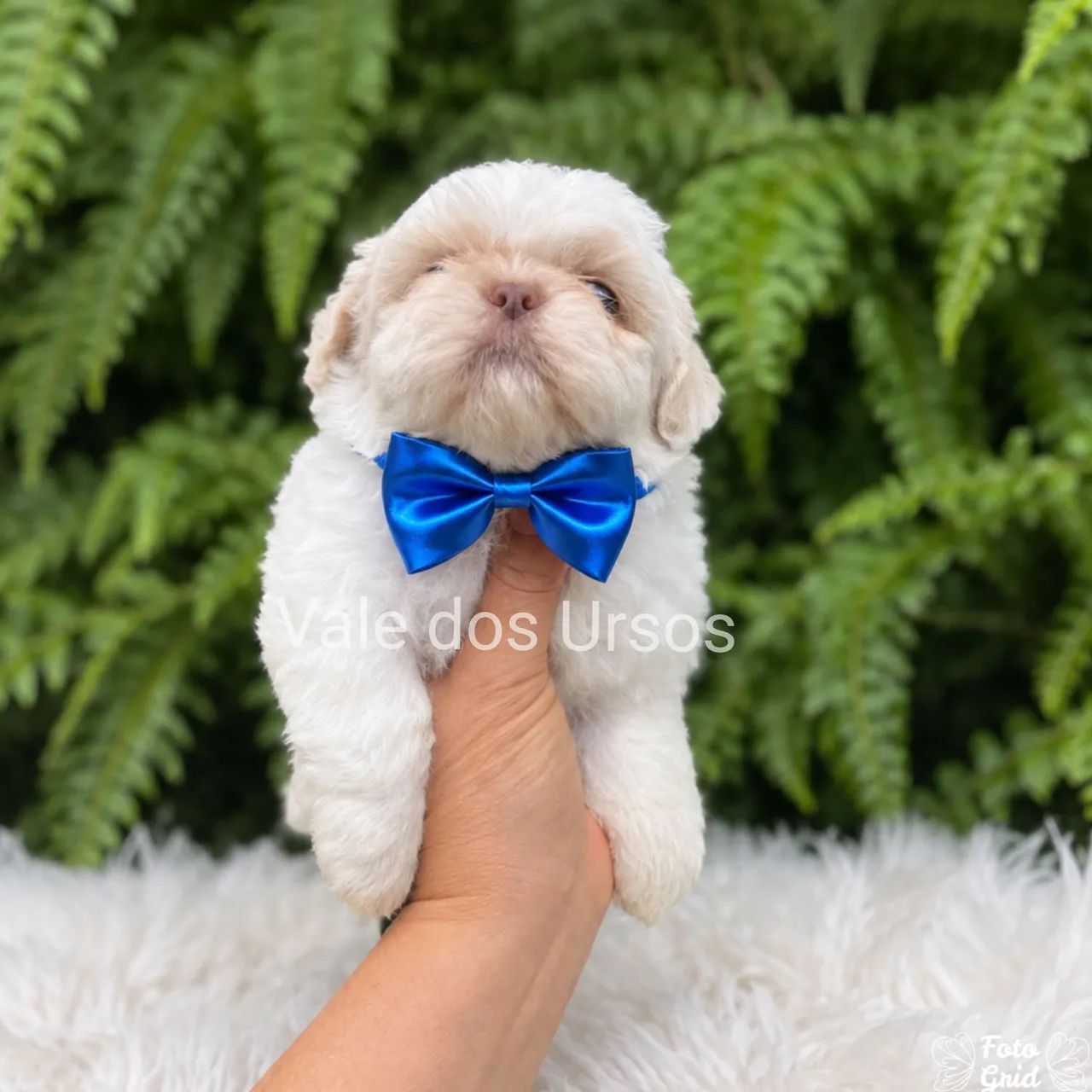 Shihtzu  - Foto 2