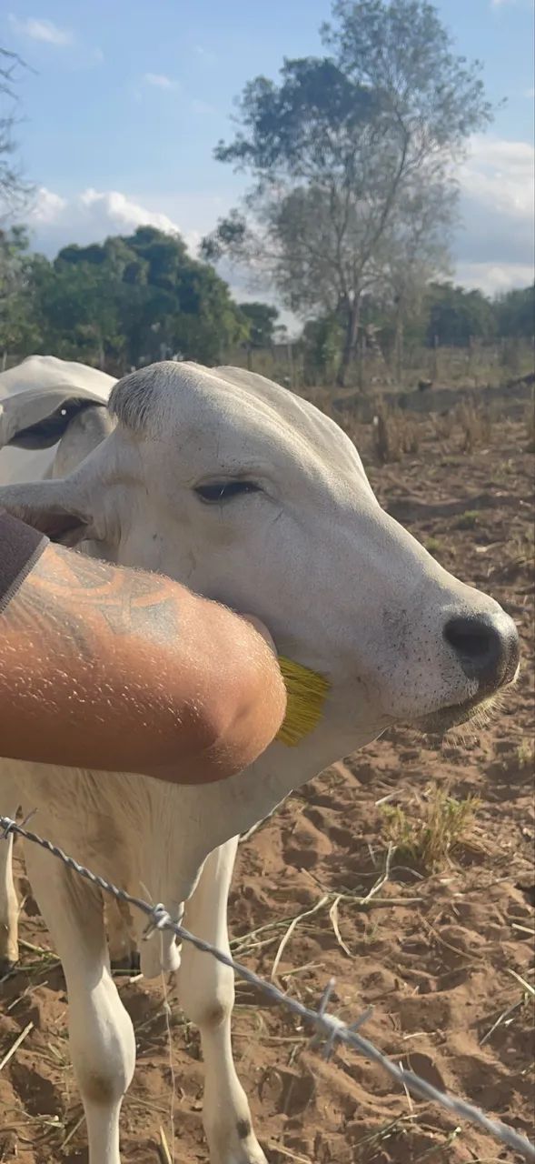 Vendo 3 Garrotes/bezerros Nelore - Ótima Oportunidade - Foto 3