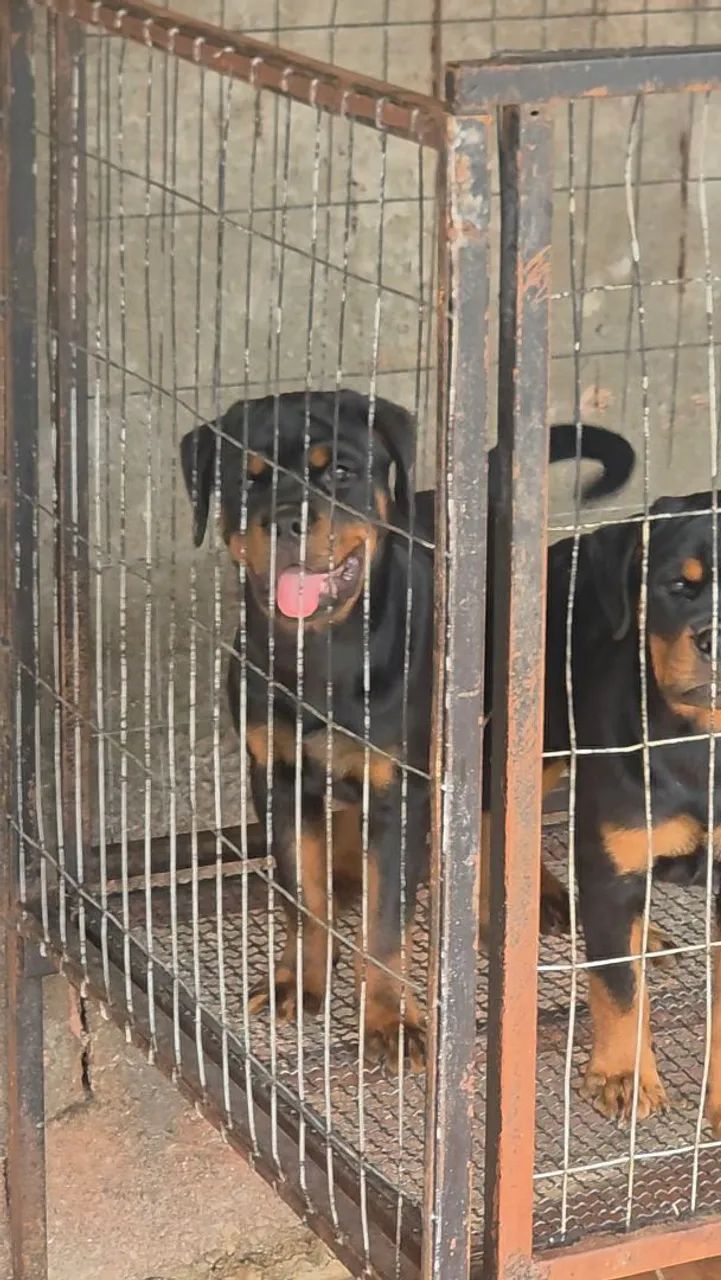 Rottweiler  - Foto 2