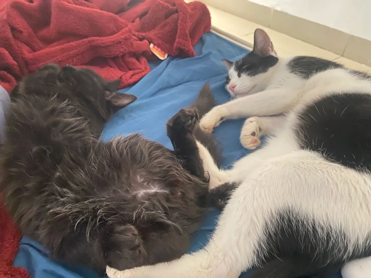 Adoção responsável 3 gatinhos 