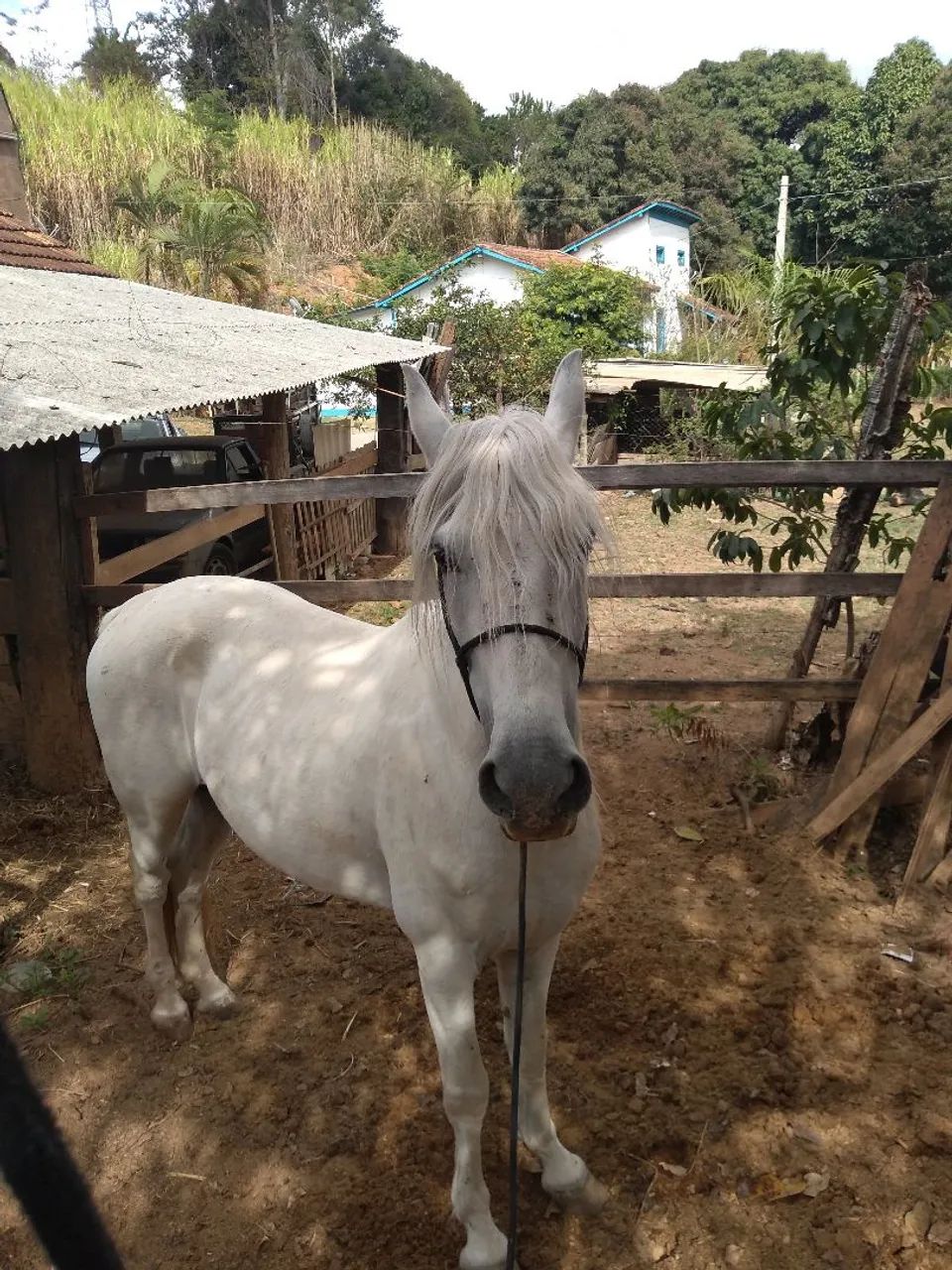 Cavalo marcha batida 
