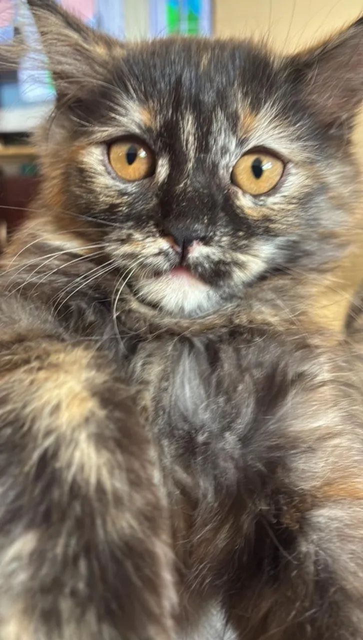 Linda gatinha filhote de persa com angorá