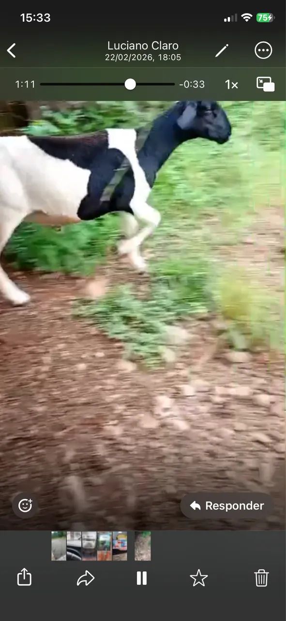 Carneiro macho  - Foto 3