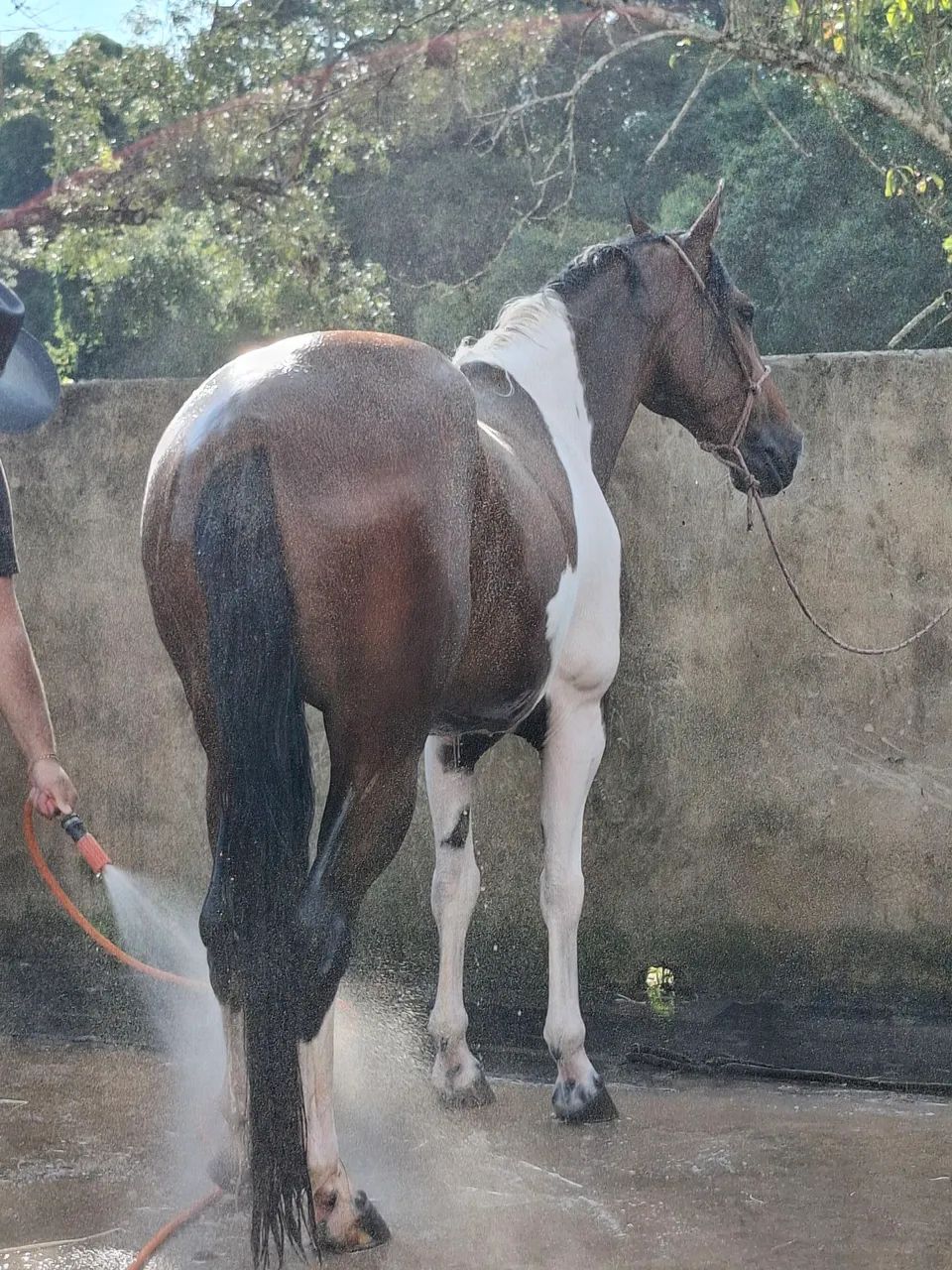 Cavalo Mangalarga Paulista - Foto 3