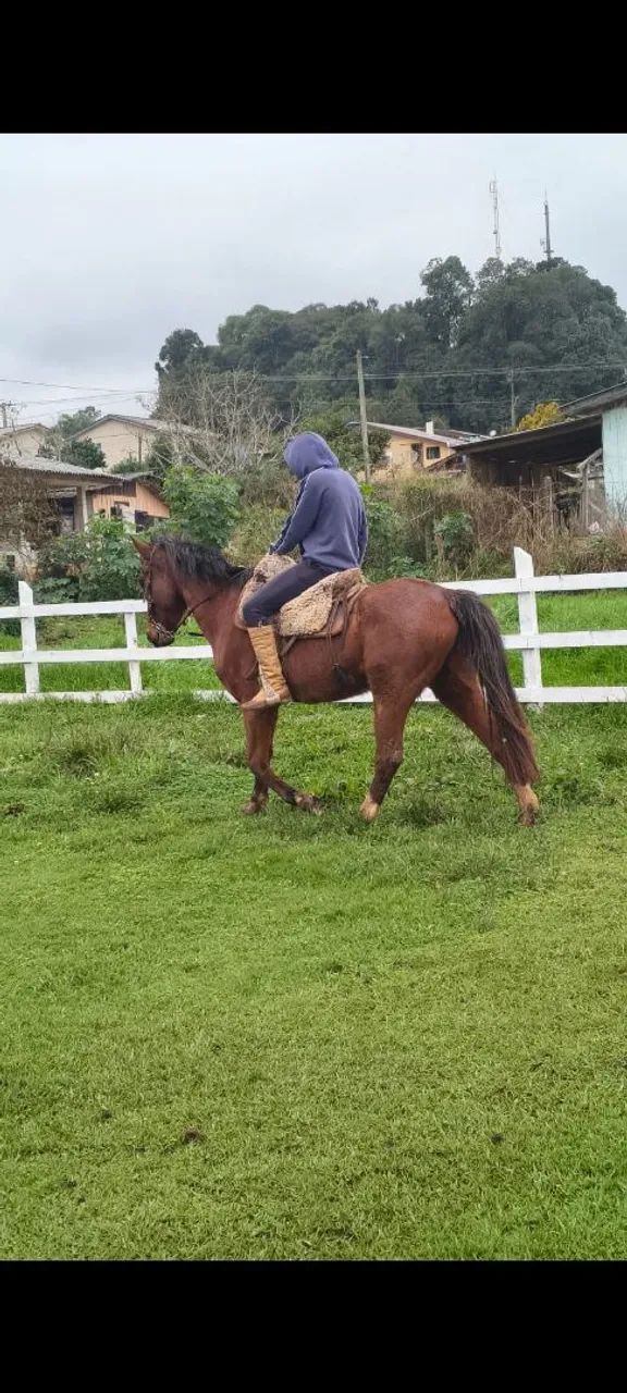 Cavalo grande bem domado e mto manso  - Foto 4