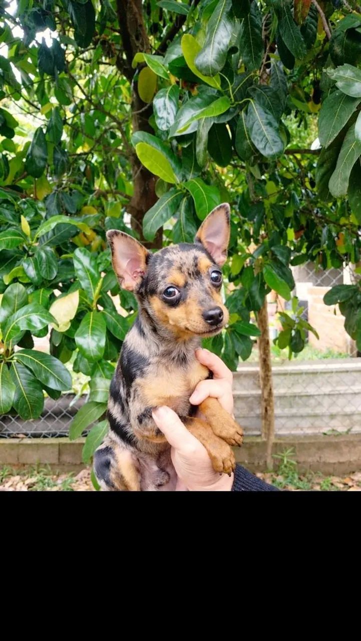 Pinscher Macho com 8 meses 