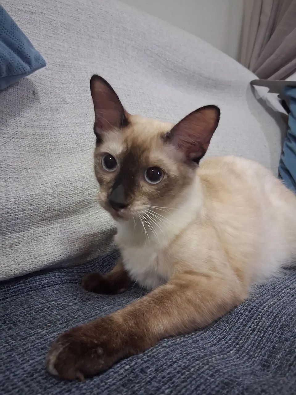 Gata castrada para adoção responsável 
