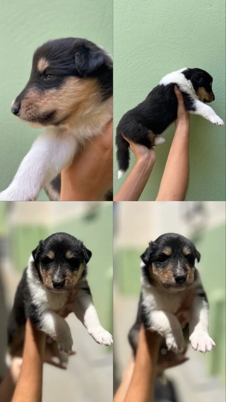 Rough Collie - Foto 5