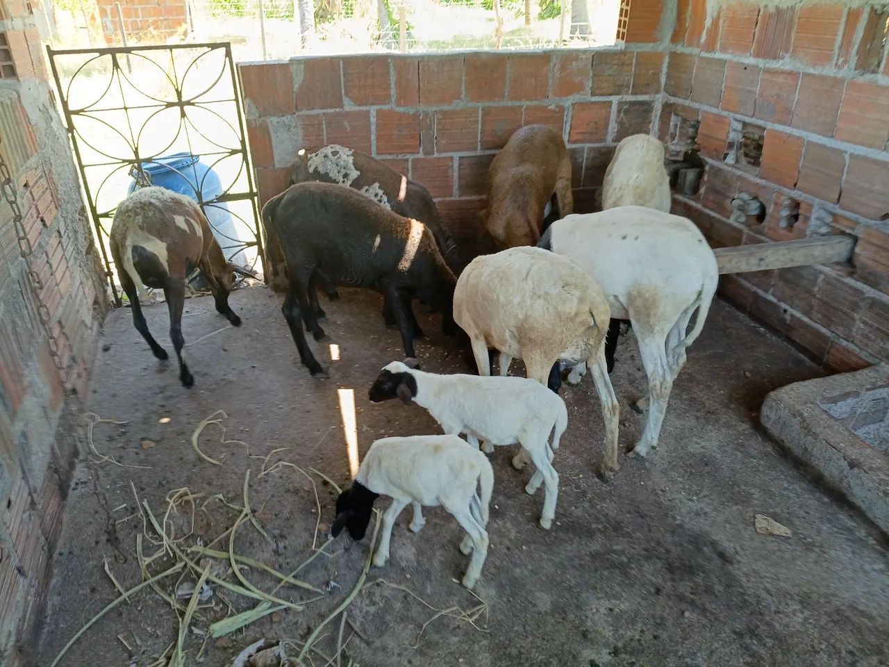 Carneiro 