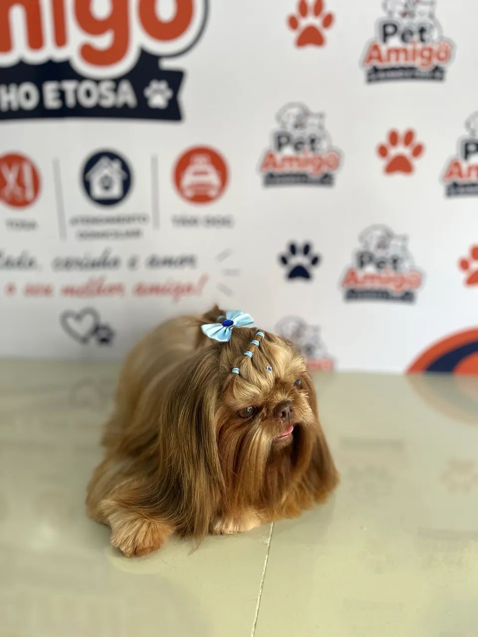 Tosa e banho  - Foto 3