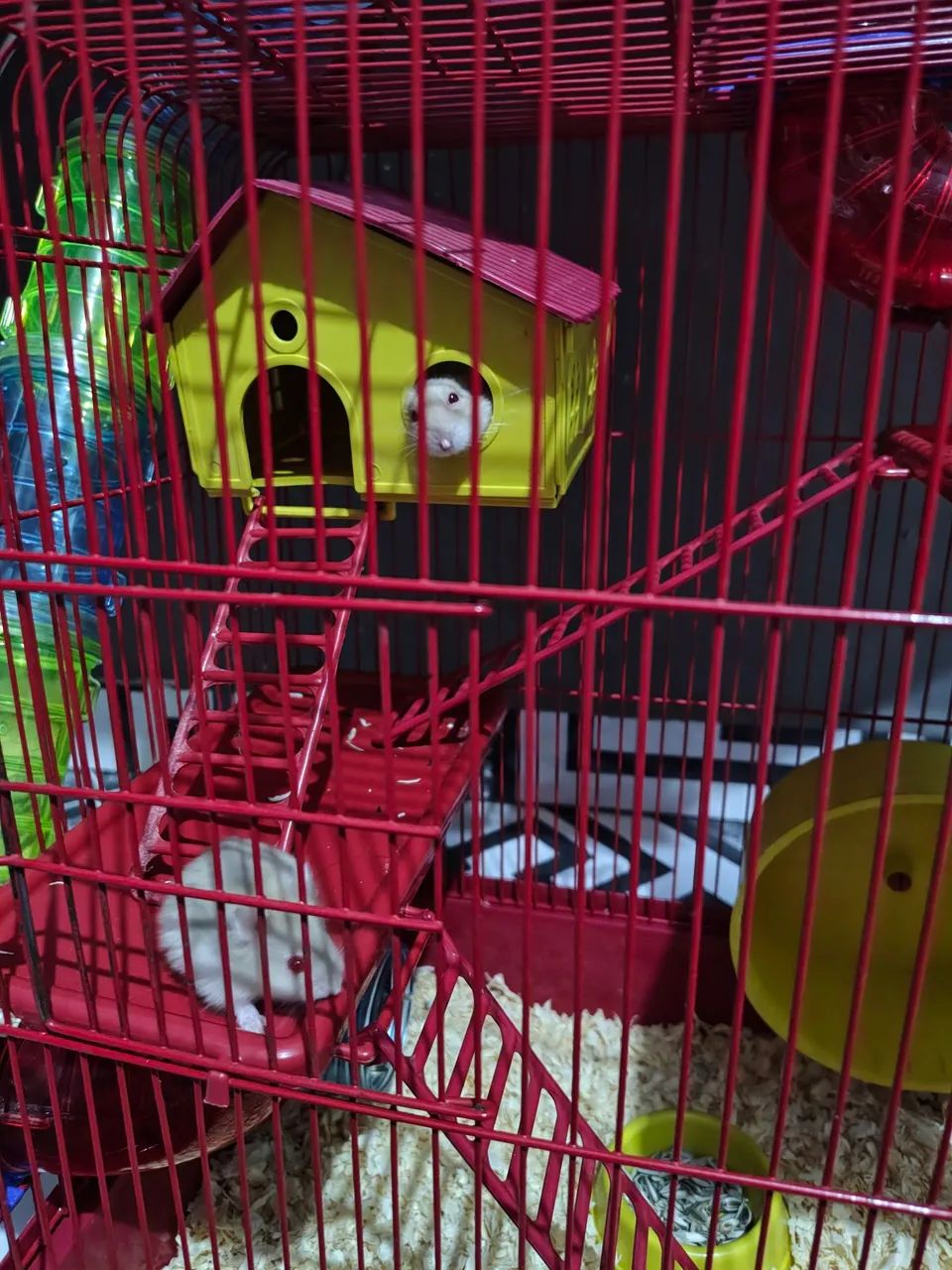 Hamster65568057578497123