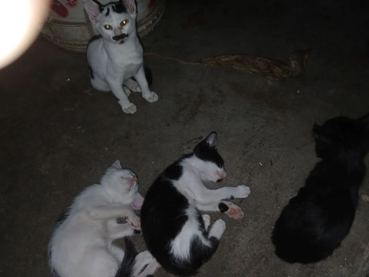 Doação de gatos