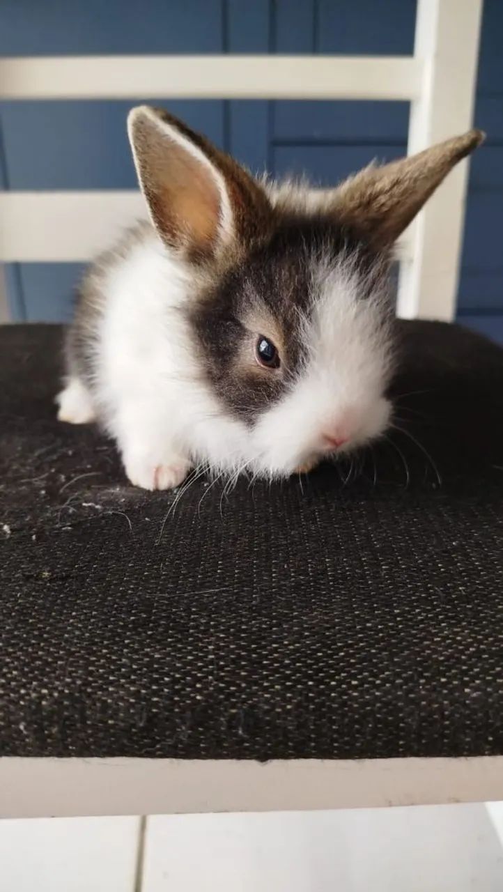 Vendo coelho filhote mini Lion  - Foto 5