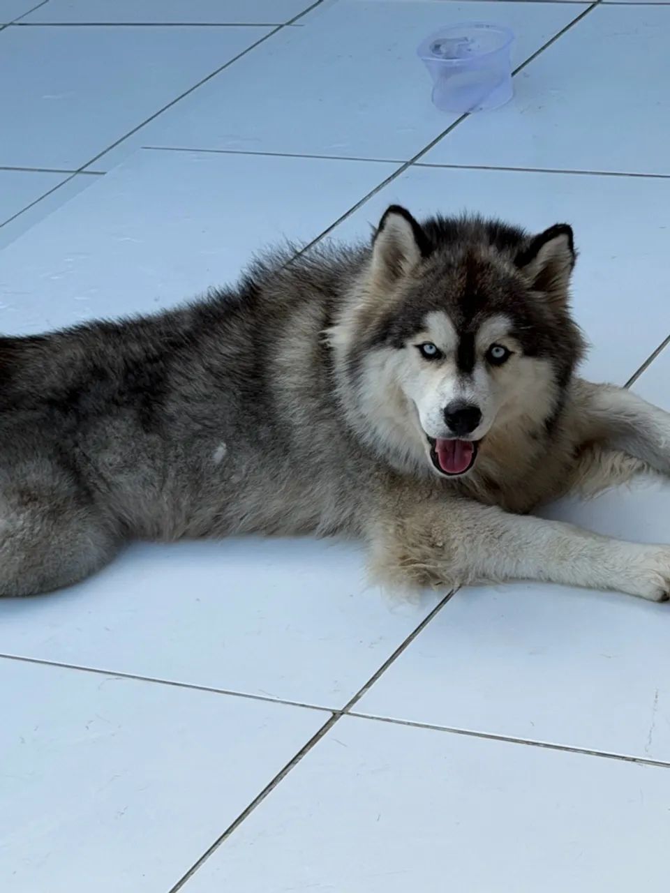  Vendo husky siberiano macho e fêmea  - Foto 2
